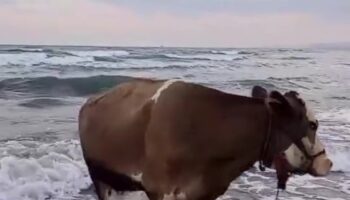 ilginc goruntuler inegin deniz sefasi kameraya yansidi OjunBqCM