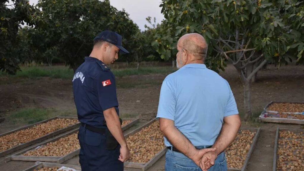 incir ve zeytin bahcelerinde hirsiz nobeti IGCQVplE