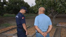incir ve zeytin bahcelerinde hirsiz nobeti IGCQVplE