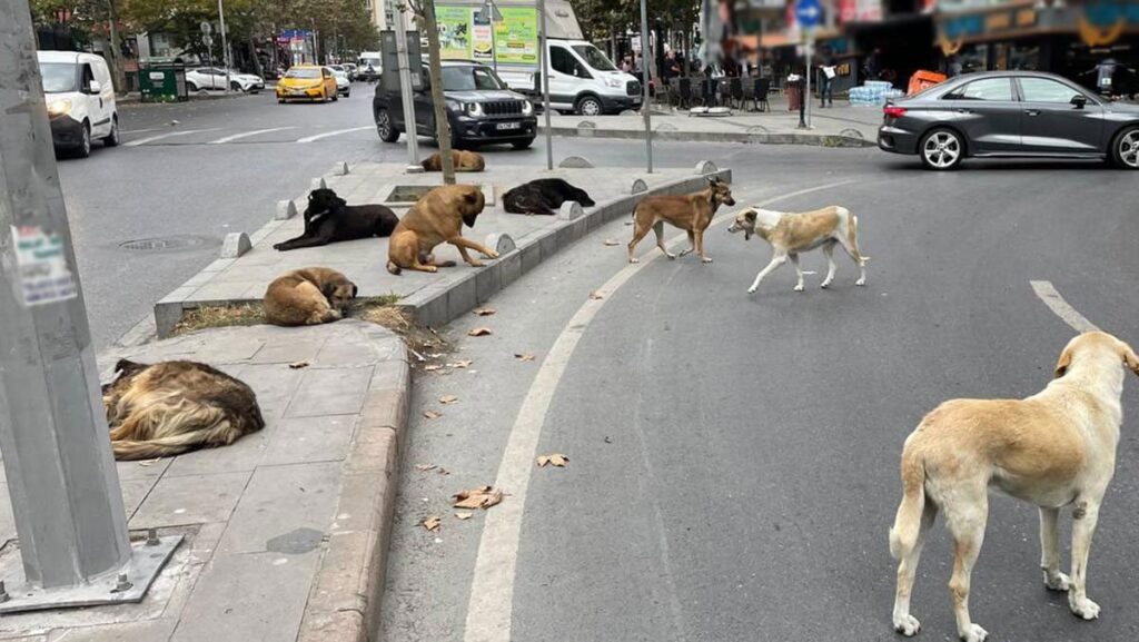 istanbul valiligi talimat verdi tum sokak hayvanlari toplatilacak cMfpCGPW