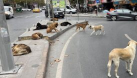 istanbul valiligi talimat verdi tum sokak hayvanlari toplatilacak cMfpCGPW