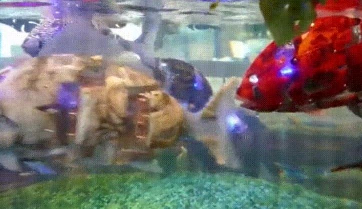 japonyadan okyanuslari kurtaran robot balik devrimi 0 2S6zkfsy