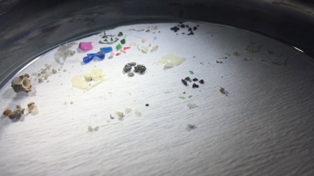 karadenizde mikroplastik kirliligi istavrit ve mezgitte goruldu miktar daha da yukseliyor 2 Gn8EeVr4