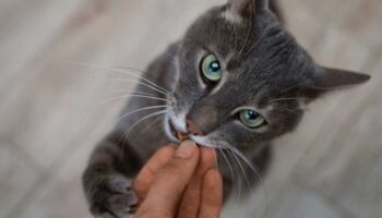 kediniz bunlari yapiyorsa alzheimer olabilir ijpJgj47