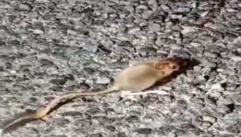 kirmizi listede yer alan ozel hayvan tuncelide goruntulendi MUMnKhZk