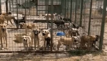 kopekler acliktan ve susuzluktan olduler zrYX7MEc