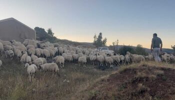 koyun surusune ayi ve kurtlar daldi fRmy4GnD