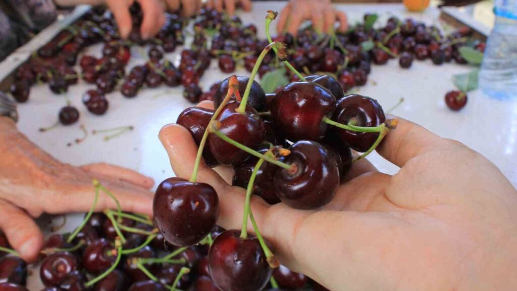 meyve sebze ihracatcisi urun eksikligi ve dovizle bogusuyor 83S9Fddl