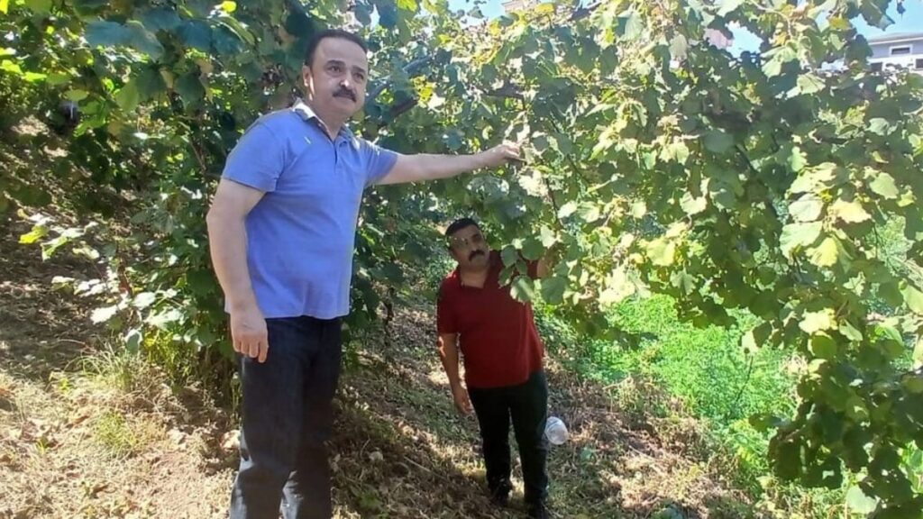 mhp ordu milletvekili naci sanliturk emanete findik birakmayin fiyat 300 tlyi asacak tPrziDlS