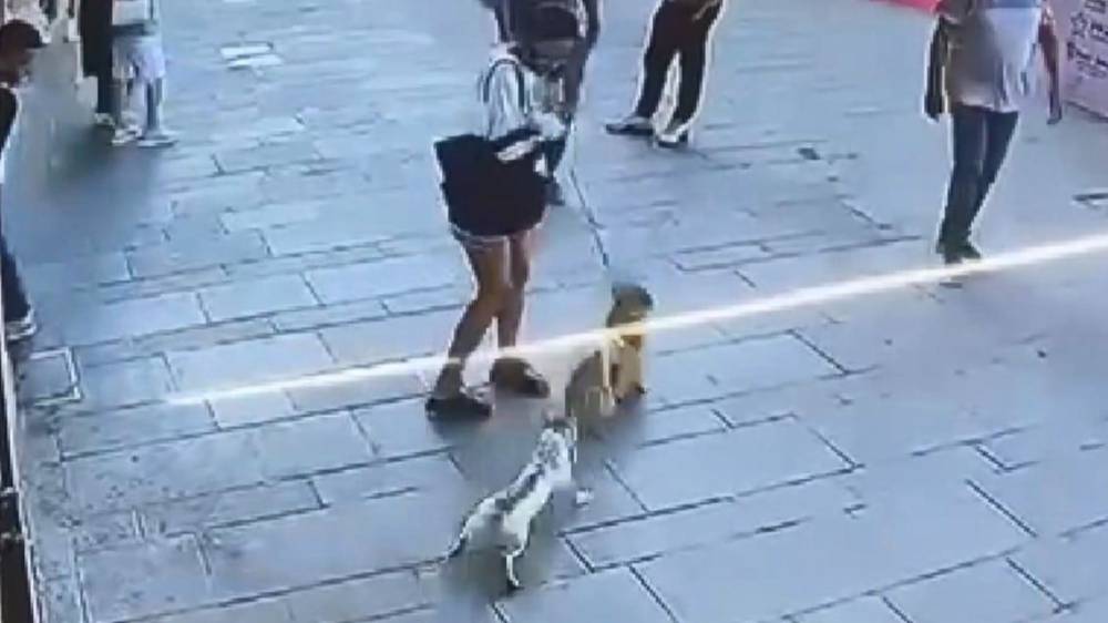 muhtarin saldirisi sosyal medyada gundem oldu kopek sahibi zor anlar yasadi 0 7ppyQXAa