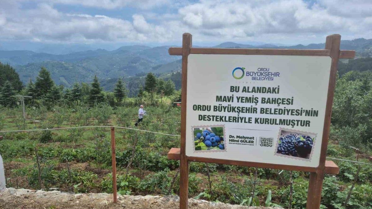 orduda mavi yemis uretimi yuz gulduruyor kilogrami 500 tl 1 8nHEmSwR