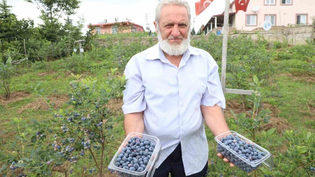 orduda mavi yemis uretimi yuz gulduruyor kilogrami 500 tl 2 4k2tdfIJ