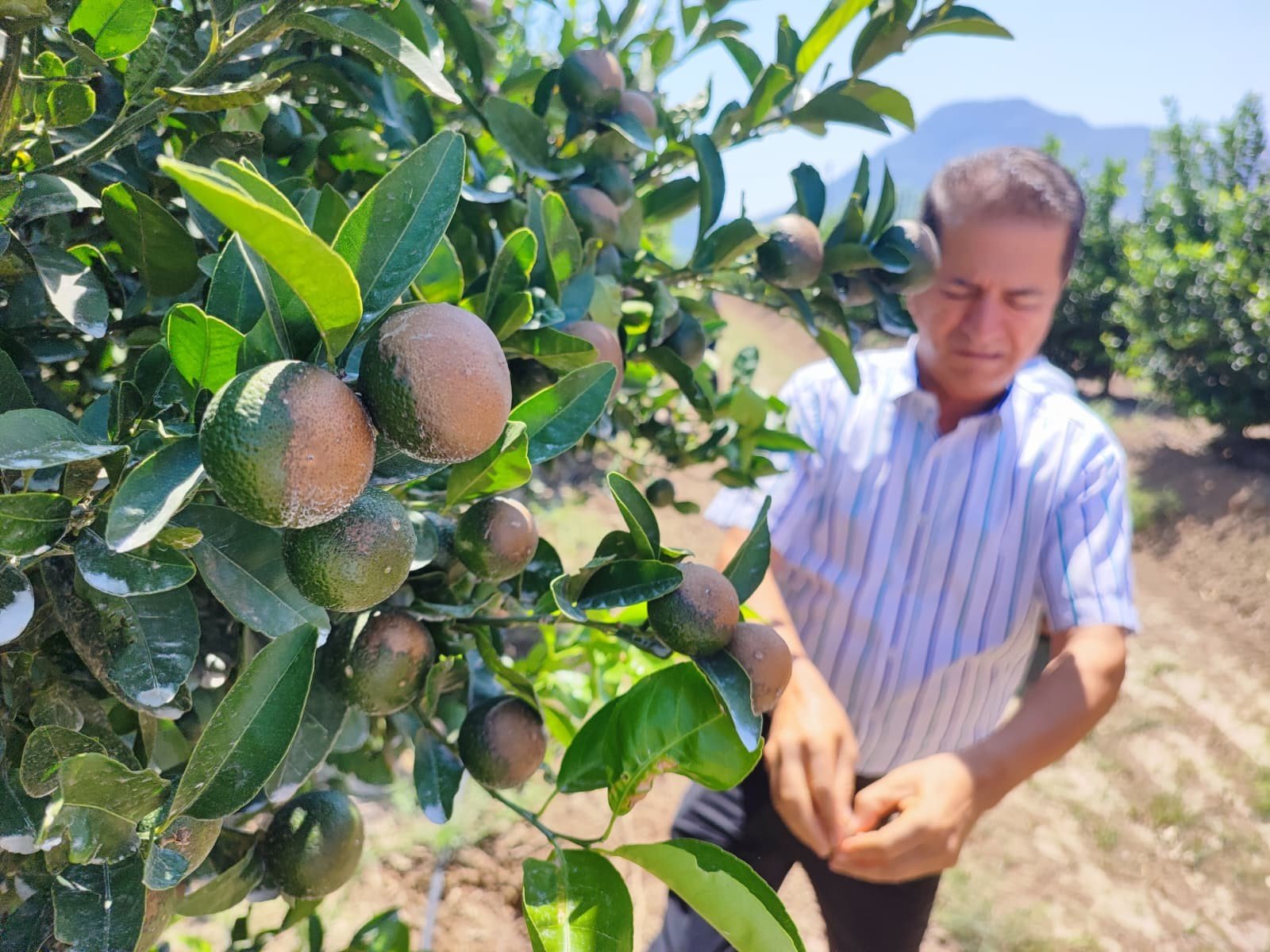 portakal ve limon fiyatlarini artiracak tehlike ciftciler boylesini gormedi 0