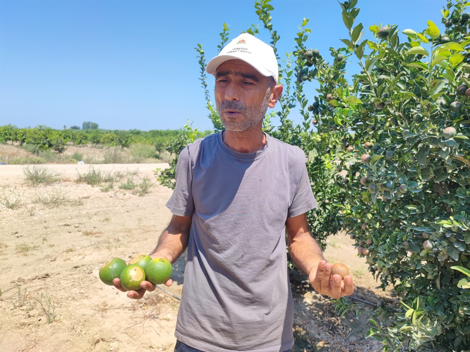 portakal ve limon fiyatlarini artiracak tehlike ciftciler boylesini gormedi 1 SWcYeifi