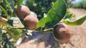 portakal ve limon fiyatlarini artiracak tehlike ciftciler boylesini gormedi xzjl9kru