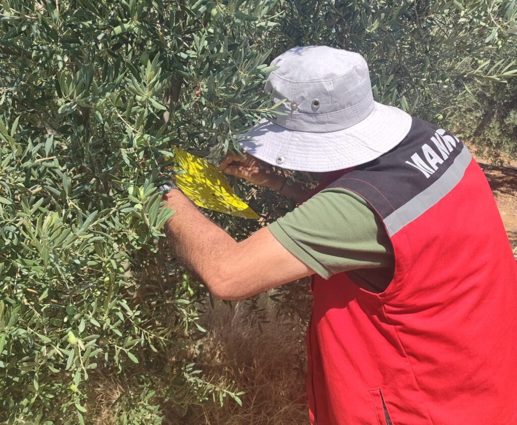 salihli ilce tarimdan zeytin sinegi uyarisi fgNHCTKf