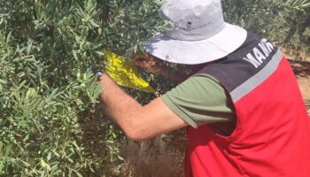 salihli ilce tarimdan zeytin sinegi uyarisi fgNHCTKf