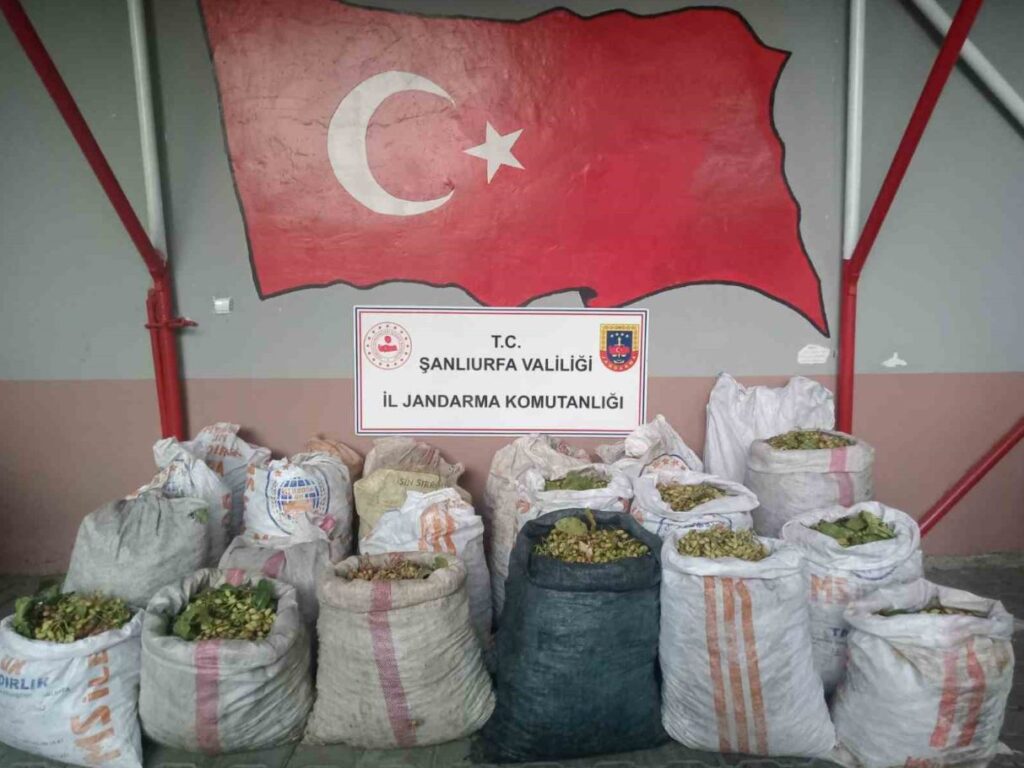 Şanlıurfa’da fıstık hırsızlığına 13 gözaltı 1 sanliurfada fistik hirsizligina 13 gozalti xygPkvUY