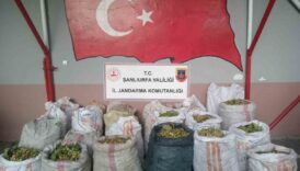 sanliurfada fistik hirsizligina 13 gozalti xygPkvUY