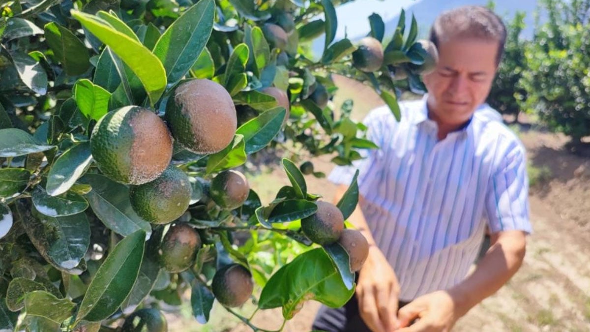 sicagin yaktigi narenciye sonrasi akdeniz meyve sinegi uyarisi 1