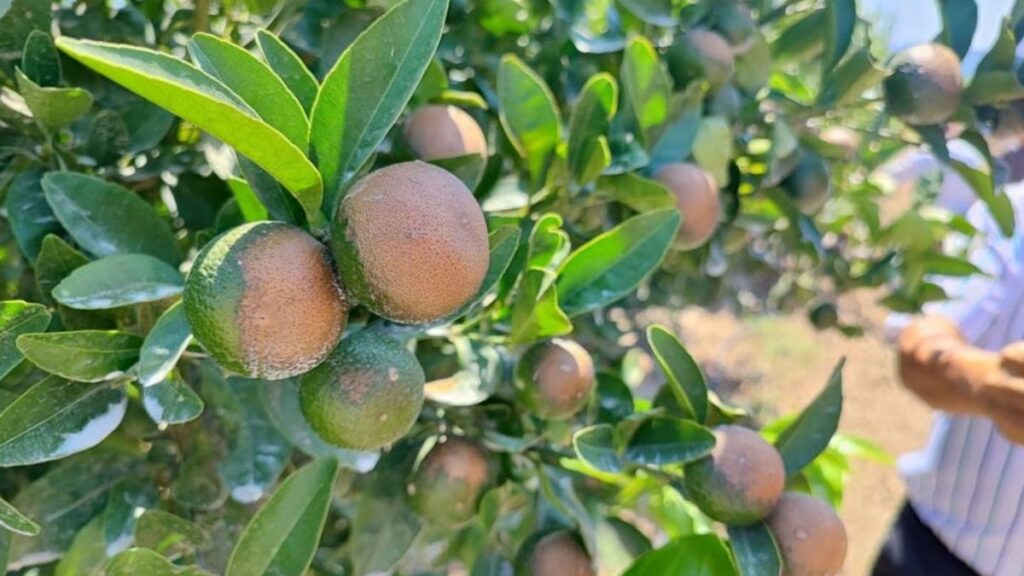 sicagin yaktigi narenciye sonrasi akdeniz meyve sinegi uyarisi 4cxqjeIh