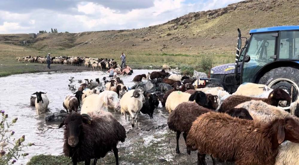 sicaktan etkilenen koyunlari derede serinlettiler 7 sTRwrSWQ