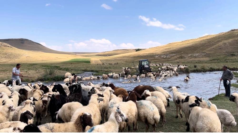 sicaktan etkilenen koyunlari derede serinlettiler 8 CliP8zd2