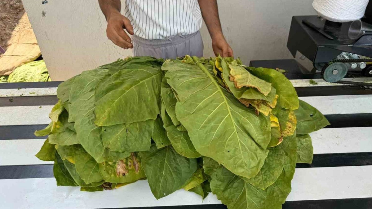 siirtte tutun hasadi basladi mevsimlik istihdam firsati 0 NeHgwLZd