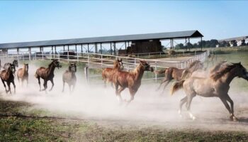 tigemden safkan arap taylari icin dev ihale OTQklcLk