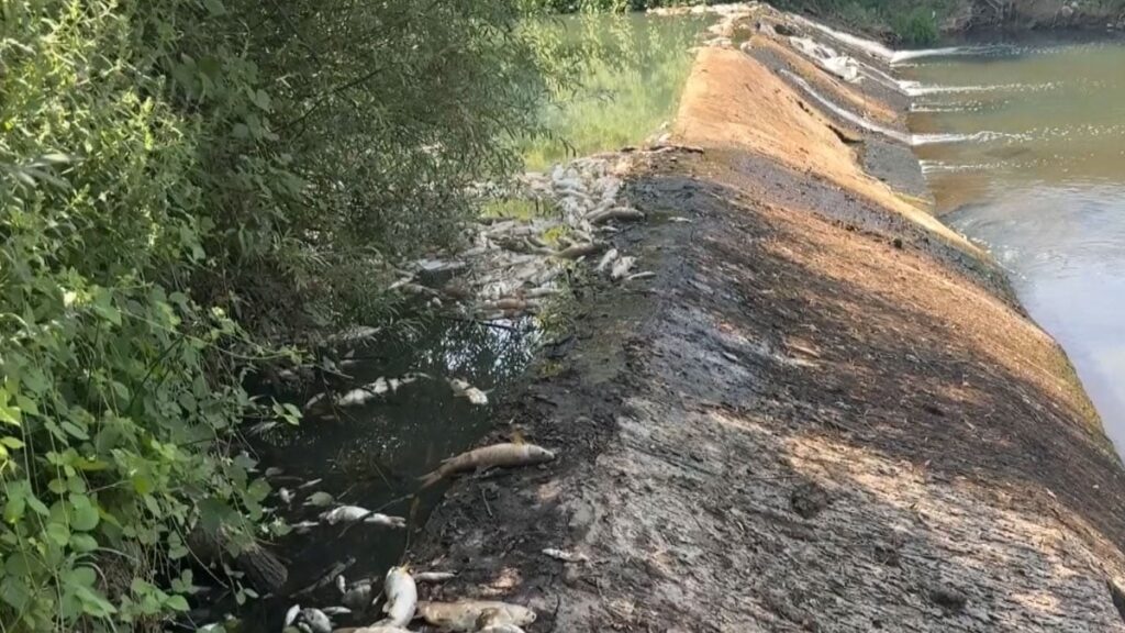 toplu balik olumleri dikkat cekti harekete gecildi ADFOtGTE