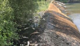 toplu balik olumleri dikkat cekti harekete gecildi ADFOtGTE