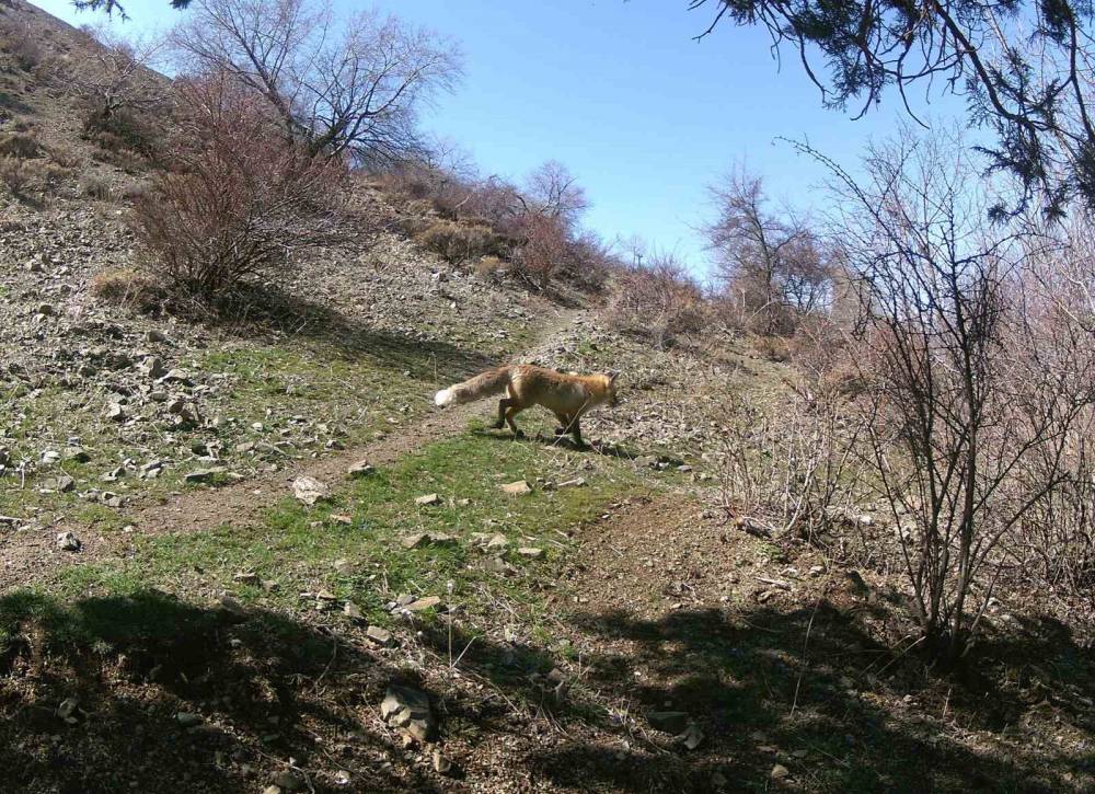 yaban hayati fotokapanda 2 64j2sO8h