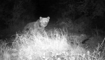 yaban hayati fotokapanda w7maGTvs