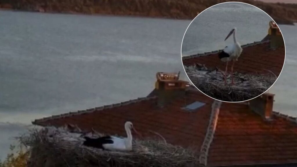 yaren leylek sindirga depremini canli yayinda hissetti adem amca ile dostlugu filmlere konu olmustu 31ILxvqY
