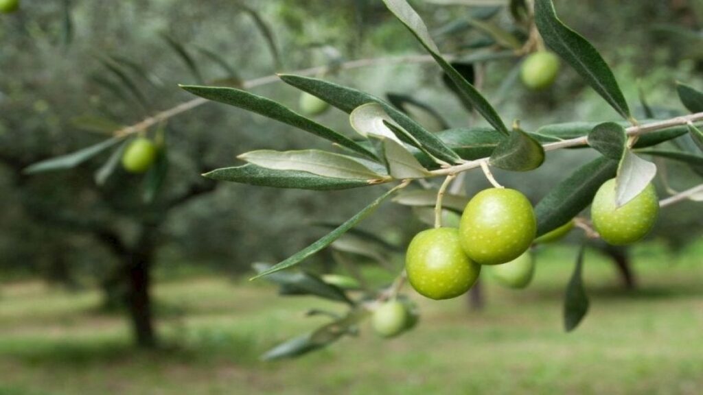 zeytin yapragi bobreklere sifa oluyor isin uzmanlari anlatti TIphLSGz