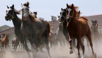 15 safkan arap kosu tayi satilacak qXsMqDSe