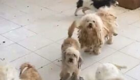 20 kopegi kotu kosullarda tutan kadina 830 bin tl ceza plzPWOau