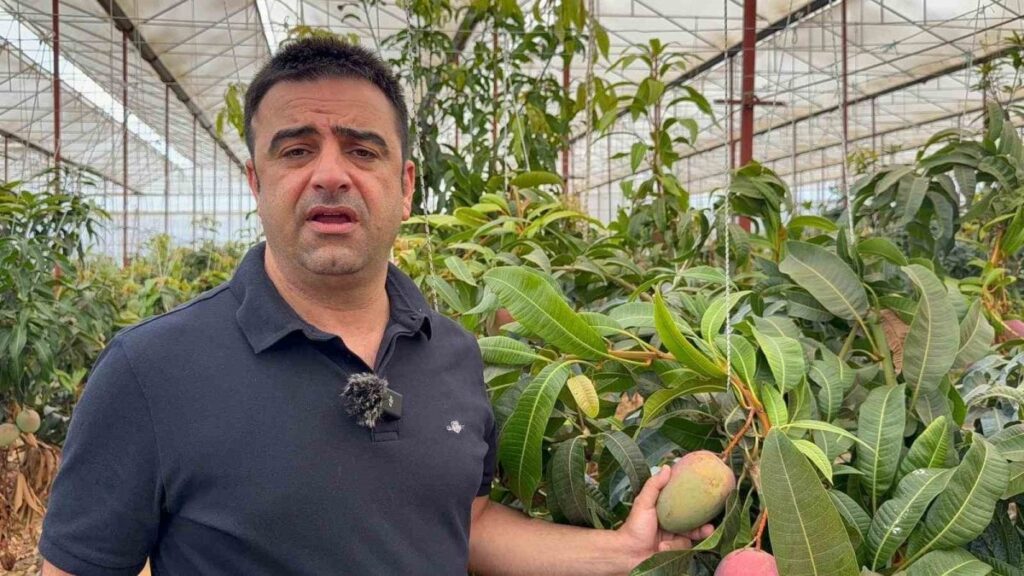 30 yil once deneme icin dikilen fidan bugun 300 donumden fazla alanda uretiliyor Ns7KvD1S