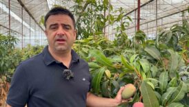 30 yil once deneme icin dikilen fidan bugun 300 donumden fazla alanda uretiliyor Ns7KvD1S