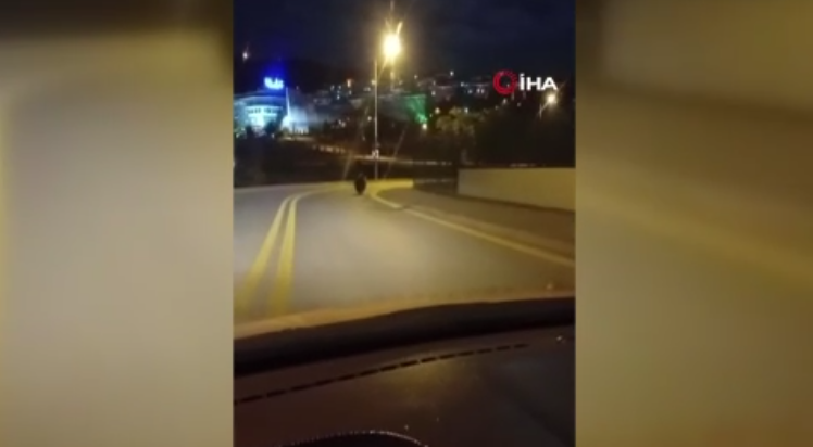 Ankara’da sokakta gezen ayı görüntülendi 1 ankarada sokakta gezen ayi goruntulendi KrUADa65