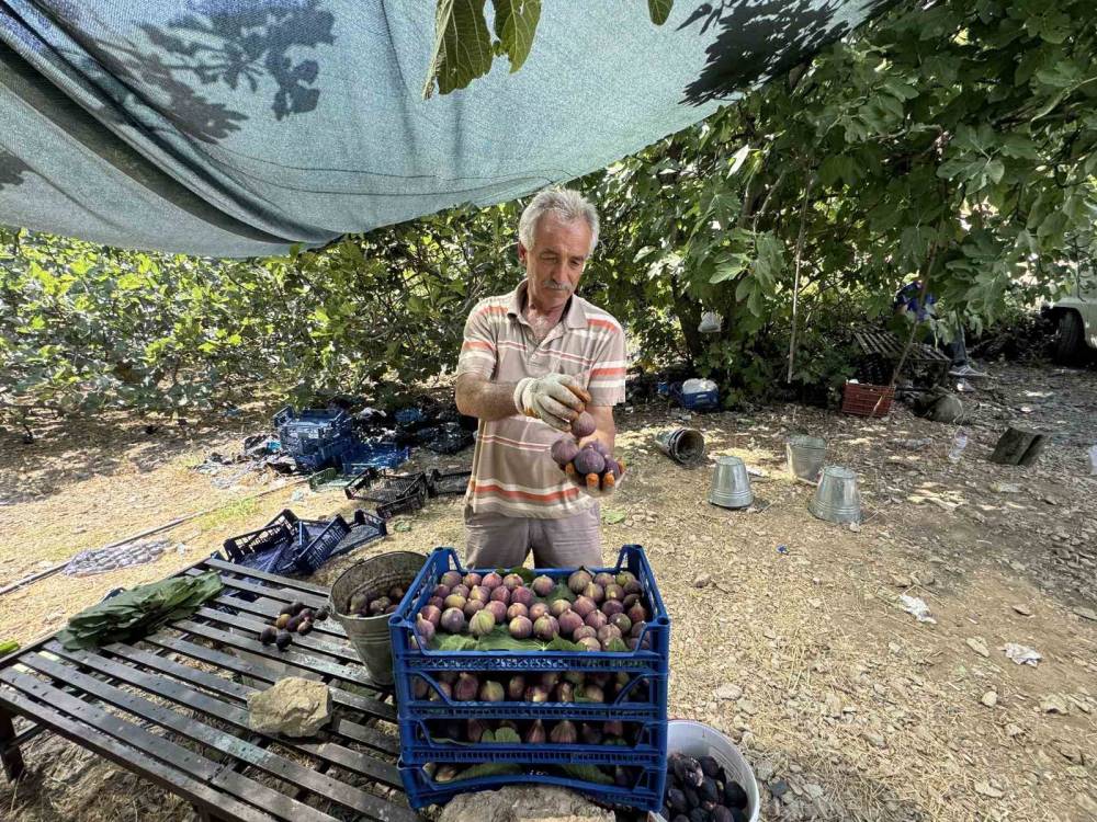 antalyada siyah incir hasadina baslandi 0 6d1kSVO9