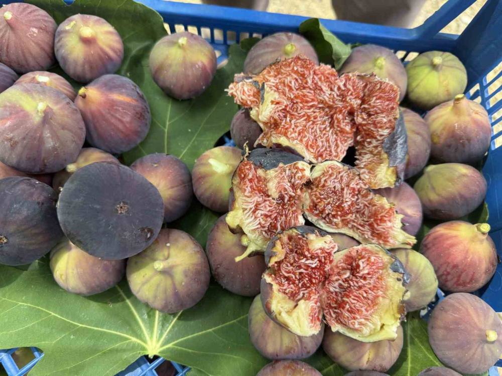 antalyada siyah incir hasadina baslandi 1 clbBzGQU