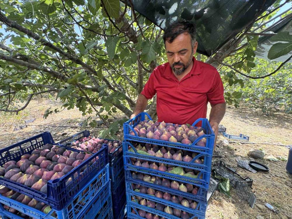 antalyada siyah incir hasadina baslandi 3
