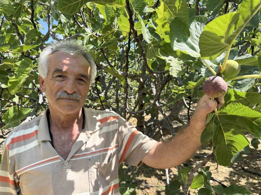 antalyada siyah incir hasadina baslandi 4