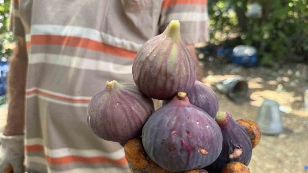 antalyada siyah incir hasadina baslandi YyVUtjht