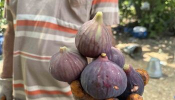 antalyada siyah incir hasadina baslandi YyVUtjht