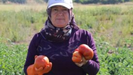 ata tohumundan elde edilen karahidir domatesinde hasat basladi 8h9l9Ieu