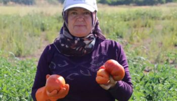 ata tohumundan elde edilen karahidir domatesinde hasat basladi 8h9l9Ieu