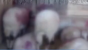 bakanligin kurtlari kuzulari parcaladi byYNGqiO