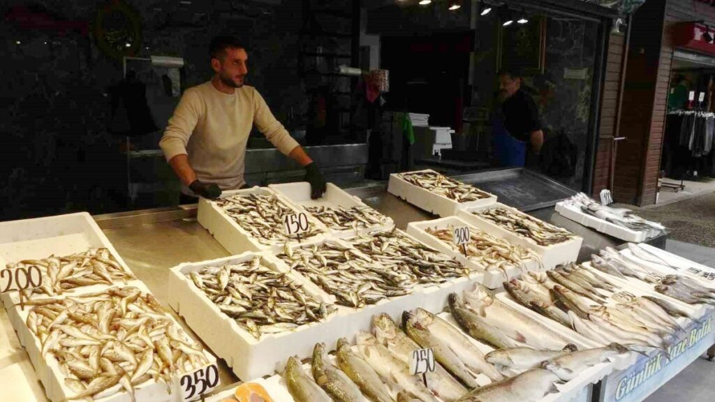 balikci palamuttan umudunu kesti hamsi ve istavrit ile teselli buluyor nbdbeJ73